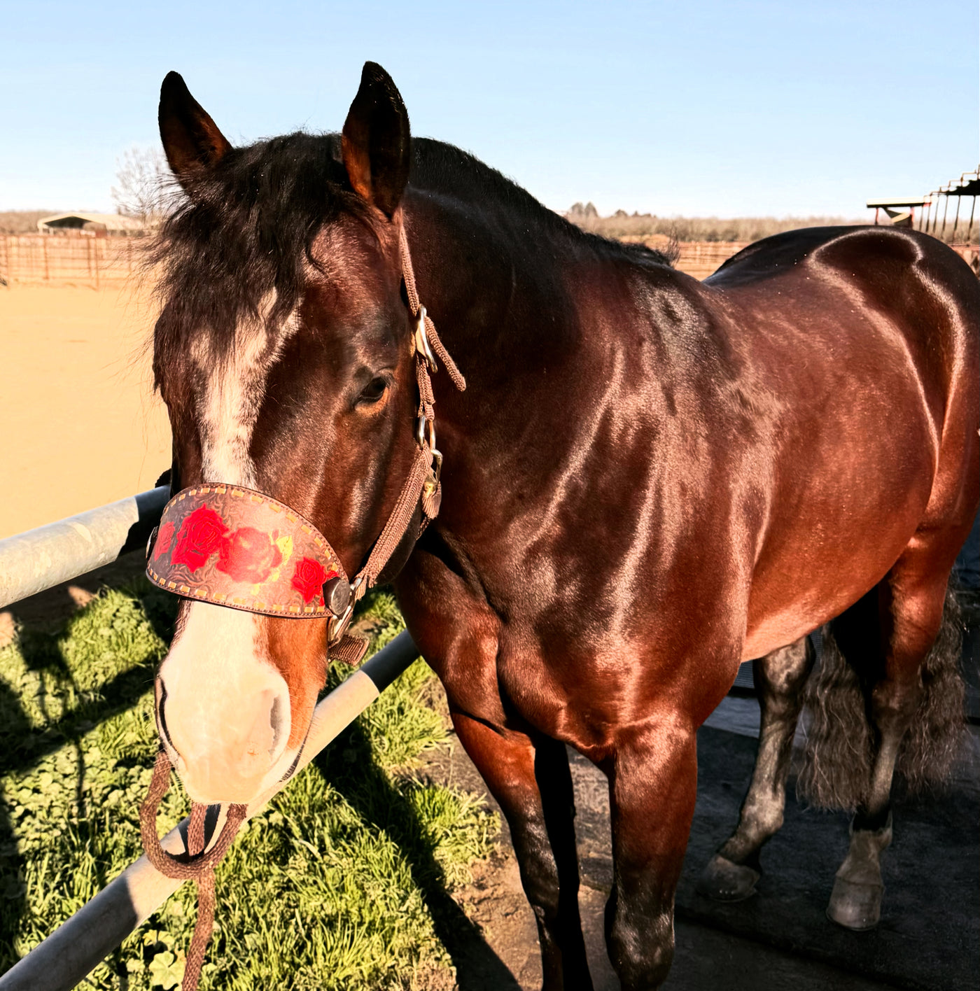 Rosita Bronc Halter