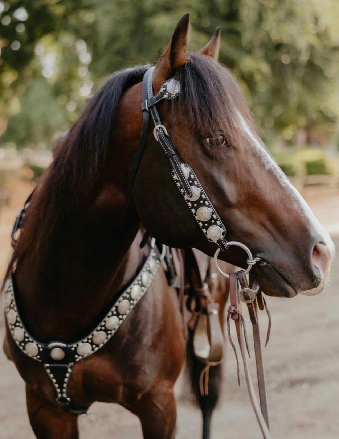 Dinero Headstall